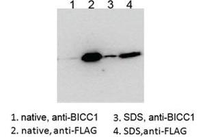 Western blot testing of HEK293 lysate overexpressing human BICC1-FLAG probed with an unrelated BCC1 antibody after immunoprecipitating with either cat # R35086 BICC1 antibody or FLAG antibody in the presence or absence of  SDS.