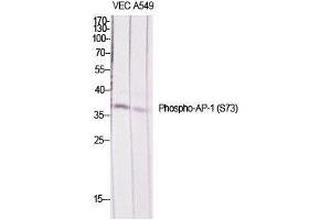 Western Blot (WB) analysis of specific cells using Phospho-AP-1/Jun D (S73/100) Polyclonal Antibody. (JunD antibody  (pSer73, pSer100))