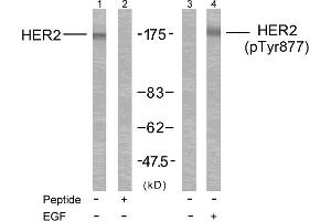 Western blot analysis of extracts from MDA-MB-231 cells treated or untreated with EGF using HER2 (Ab-877) Antibody and HER2 (Phospho- Tyr877) Antibody. (ErbB2/Her2 antibody  (pTyr877))