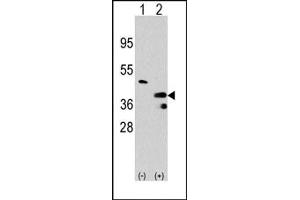 Image no. 1 for anti-Protein Arginine Methyltransferase 1 (PRMT1) (C-Term) antibody (ABIN356519) (PRMT1 antibody  (C-Term))