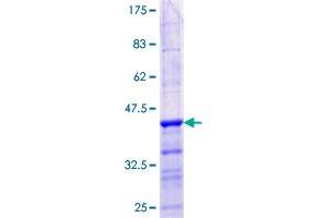 MBD3L1 Protein (AA 1-109) (GST tag)