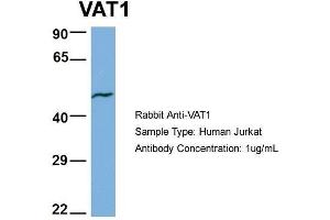 Human Jurkat; Host: Rabbit . (VAT1 antibody  (N-Term))