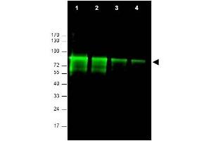 Image no. 1 for anti-MRE11 Meiotic Recombination 11 Homolog A (S. Cerevisiae) (MRE11A) (AA 68-706) antibody (ABIN401319) (Mre11 antibody  (AA 68-706))