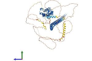 Protein Structure (PS) image for TNF Receptor-Associated Factor 3 Interacting Protein 1 (TRAF3IP1) (AA 1-691) protein (His tag) (ABIN7554589)