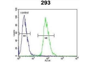 Flow cytometric analysis of 293 cells using ETV5 / ERM Antibody (N-term) Cat. (ETV5 antibody  (N-Term))
