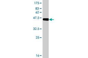 Western Blot detection against Immunogen (48. (CERK antibody  (AA 1-201))