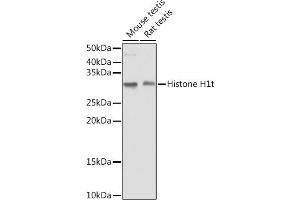 Western blot analysis of extracts of various cell lines, using Histone H1t antibody (ABIN7267716) at 1:1000 dilution.