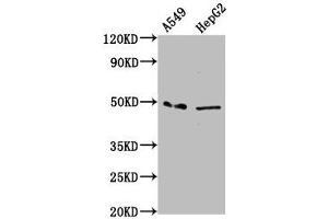 Western Blot Positive WB detected in: A549 whole cell lysate, HepG2 whole cell lysate All lanes: MFSD4A antibody at 3. (MFSD4 antibody  (AA 160-220))