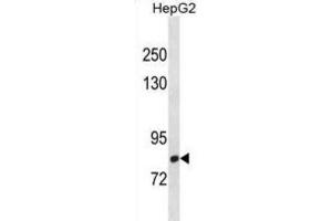 Western Blotting (WB) image for anti-C-Maf Inducing Protein (CMIP) antibody (ABIN3001392)