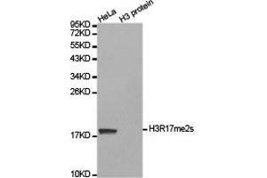 Western blot analysis of extracts of HeLa cell line and H3 protein expressed in E. (Histone 3 antibody  (H3R17me2s))