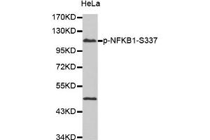 Western Blotting (WB) image for anti-Nuclear Factor of kappa Light Polypeptide Gene Enhancer in B-Cells 1 (NFKB1) (pSer337) antibody (ABIN1870464) (NFKB1 antibody  (pSer337))