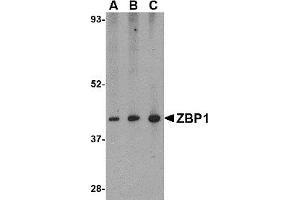 Western Blotting (WB) image for anti-Z-DNA Binding Protein 1 (ZBP1) (C-Term) antibody (ABIN1030809) (ZBP1 antibody  (C-Term))