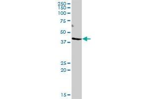 DOC2B MaxPab polyclonal antibody. (DOC2B antibody  (AA 1-412))