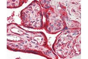 Immunohistochemical analysis of paraffin-embedded human placenta tissues using Calreticulin mouse mAb. (Calreticulin antibody)