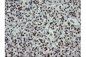 Image no. 2 for anti-Zinc Finger and SCAN Domain Containing 18 (ZSCAN18) antibody (ABIN1501858) (ZSCAN18 antibody)