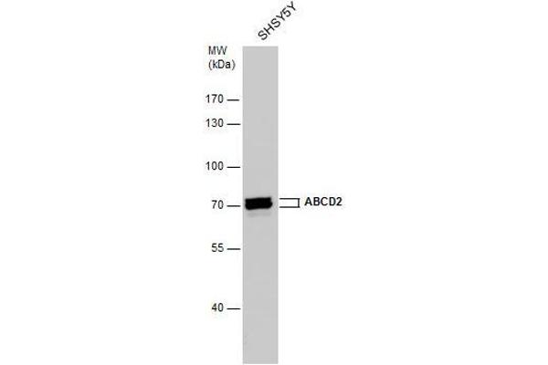 Abcd2 Antikörper