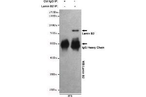 Immunoprecipitation analysis of 3T3 cell lysates using Lamin B2 mouse mAb.