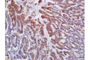 Formalin-fixed and paraffin embedded mouse stomach labeled with Anti-HRH2 Polyclonal Antibody, Unconjugated (ABIN719621) at 1:200 followed by conjugation to the secondary antibody and DAB staining (HRH2 antibody  (AA 161-259))
