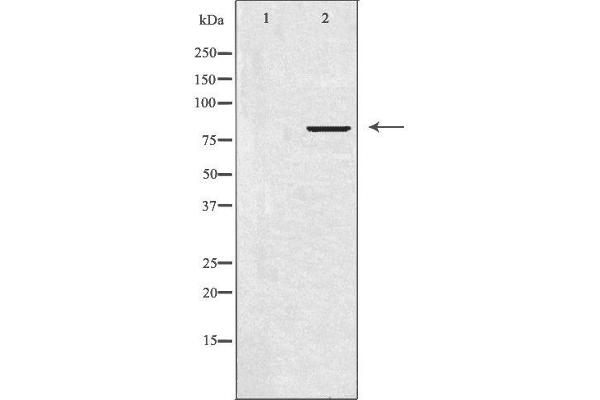 APBB2 antibody  (Internal Region)