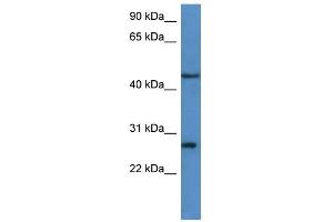 WB Suggested Anti-FGFBP2 Antibody Titration: 0.