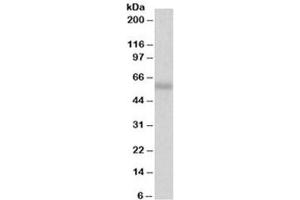 Western blot testing of A549 lysate with CREB3L1 antibody at 2ug/ml. (CREB3L1 antibody)