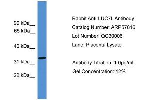 WB Suggested Anti-LUC7L  Antibody Titration: 0. (LUC7L antibody  (Middle Region))