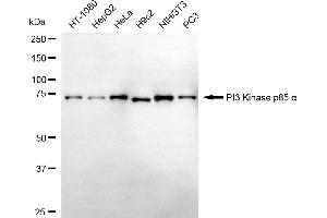 Western blotting analysis using PI3 Kinase p85 alpha antibody (ABIN7799813). (Recombinant PIK3R1 antibody)