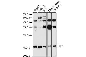 Western blot analysis of extracts of various cell lines, using LEP antibody (ABIN1513150, ABIN3021883, ABIN3021885 and ABIN6216821) at 1:1000 dilution. (Leptin antibody  (AA 22-167))