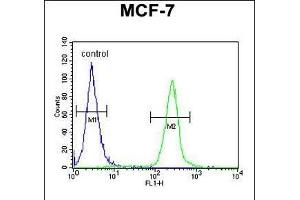 FA20A Antibody (N-term) (ABIN651160 and ABIN2840105) flow cytometric analysis of MCF-7 cells (right histogram) compared to a negative control cell (left histogram). (FAM20A antibody  (N-Term))