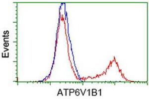 HEK293T cells transfected with either RC209462 overexpress plasmid (Red) or empty vector control plasmid (Blue) were immunostained by anti-ATP6V1B1 antibody (ABIN2454412), and then analyzed by flow cytometry. (ATP6V1B1 antibody)