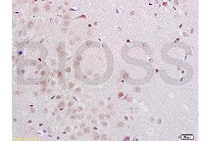 MIDN antibody  (AA 51-150)