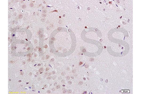 MIDN antibody  (AA 51-150)