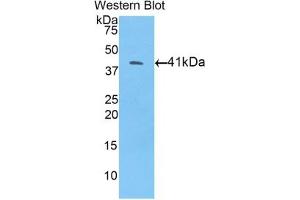Detection of Recombinant BMP10, Mouse using Polyclonal Antibody to Bone Morphogenetic Protein 10 (BMP10) (BMP10 antibody  (AA 314-421))