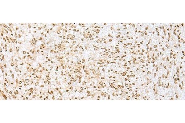 PNRC2 antibody
