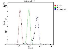 anti-Neutrophil Cytosolic Factor 2 (NCF2) (AA 1-526) antibody