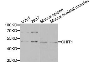 Western blot analysis of extracts of various cell lines, using CHIT1 antibody (ABIN5974974) at 1/1000 dilution. (Chitotriosidase 1 antibody)
