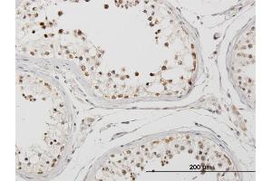 Immunoperoxidase of purified MaxPab antibody to PPIE on formalin-fixed paraffin-embedded human testis. (PPIE antibody  (AA 1-301))