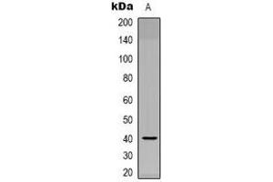 Western blot analysis of NODAL expression in Hela (A) whole cell lysates. (Nodal antibody  (C-Term))