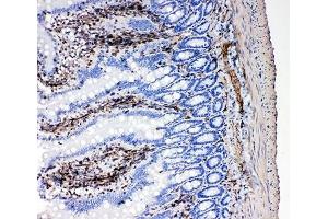 Immunohistochemistry (IHC) image for anti-Neuregulin 1 (NRG1) (C-Term) antibody (ABIN3031973)