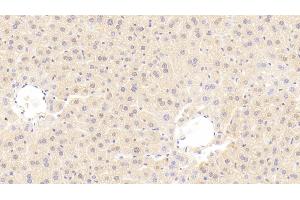 Detection of MMP3 in Mouse Liver Tissue using Polyclonal Antibody to Matrix Metalloproteinase 3 (MMP3) (MMP3 antibody  (AA 100-477))