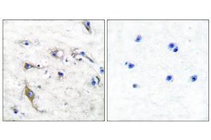 Immunohistochemistry (IHC) image for anti-PRA1 Domain Family, Member 2 (PRAF2) (C-Term) antibody (ABIN1848624) (PRAF2 antibody  (C-Term))