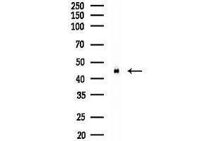 anti-WD Repeat Domain 5 (WDR5) (N-Term) antibody
