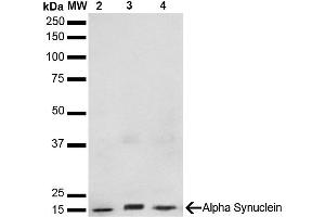 Western Blot analysis of Human, Mouse, Rat Brain showing detection of 14 kDa Alpha Synuclein protein using Mouse Anti-Alpha Synuclein Monoclonal Antibody, Clone 3F8 (ABIN5564099). (SNCA antibody  (APC))