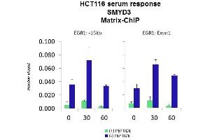 Quiescent human colon carcinoma HCT116 cultures were treated with 10% FBS for three time points (0, 15, 30min) or (0, 30, 60min) were used in Matrix-ChIP and real-time PCR assays at EGR1 gene (Exon1) and 15kb upstream site. (SMYD3 antibody  (N-Term))