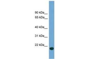 Image no. 1 for anti-Chromosome 9 Open Reading Frame 40 (C9orf40) (C-Term) antibody (ABIN6745627) (C9orf40 antibody  (C-Term))