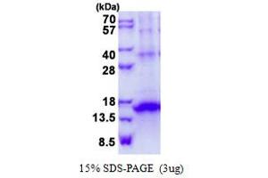 Image no. 1 for Killer Cell Lectin-Like Receptor Subfamily G, Member 1 (KLRG1) (AA 60-189) protein (His tag) (ABIN1098733) (KLRG1 Protein (AA 60-189) (His tag))