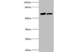 NR2C1 antibody  (AA 1-240)