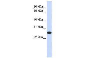 WB Suggested Anti-IL33 Antibody Titration:  0. (IL-33 antibody  (N-Term))