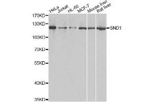 Western blot analysis of extracts of various cell lines, using SND1 antibody. (SND1 antibody  (AA 26-285))
