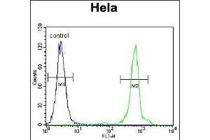 UQCRFS1 Antibody (C-term) (ABIN655606 and ABIN2845090) flow cytometric analysis of Hela cells (right histogram) compared to a negative control cell (left histogram). (UQCRFS1 antibody  (C-Term))